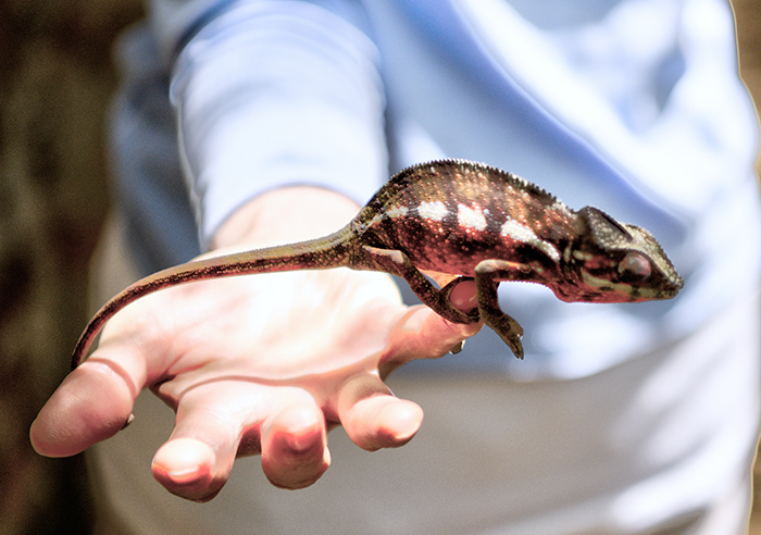 Small chameleon